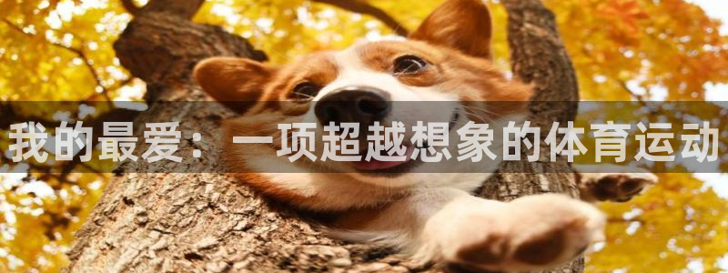 MK体育官方正版app娱乐：我的最爱：一项超越想象的