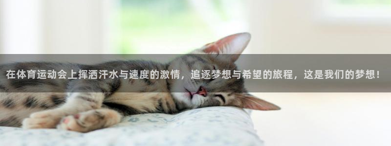 MK体育官方正版app代理